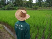 Persiapan Pasca Tambang, Vale Jalankan Program Pertanian P3SRLB