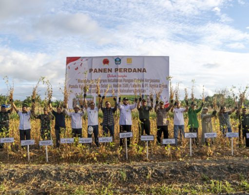 Sukses Panen Perdana Kedelai 2,9 Ton/Ha, Petani Binaan Harita Nickel Lampaui Produktivitas Nasional