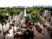 Buah Manis Keberlanjutan, Antam Raih Empat Tamasya Awards 2023