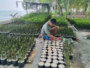Relawan Mangrove Artha Graha Kerja Sama dengan JFX Untuk Kualitas Udara Bersih
