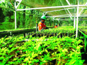 Kementerian ESDM Kumpulkan Rp35 Triliun Dana Jaminan Reklamasi Pascatambang