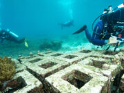 Harita Nickel Manfaatkan Terak Nikel sebagai Media Tanam untuk Reklamasi Tambang