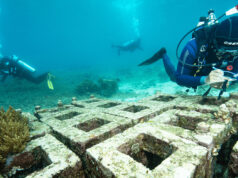 Harita Nickel Manfaatkan Terak Nikel sebagai Media Tanam untuk Reklamasi Tambang