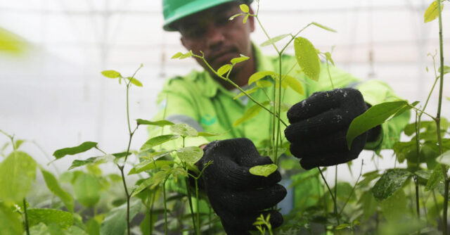 reklamasi harita nickel