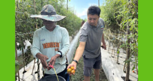 CSR IMIP Perkuat Kemandirian Ekonomi Petani Lokal